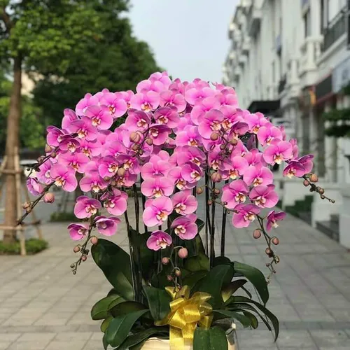 Chậu Lan Hồ Điệp Tím Bình Dương 07