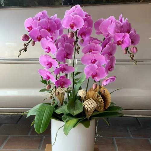 Chậu Lan Hồ Điệp Tím Bình Dương 08