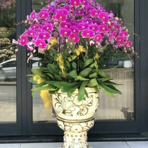 Chậu Lan Hồ Điệp Tím Bình Dương 09
