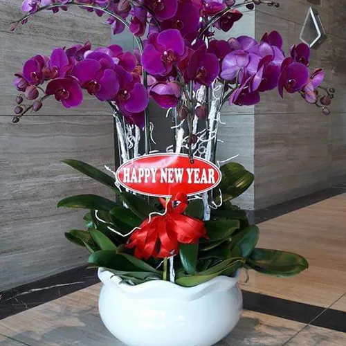 Chậu Lan Hồ Điệp Tím Bình Dương 12