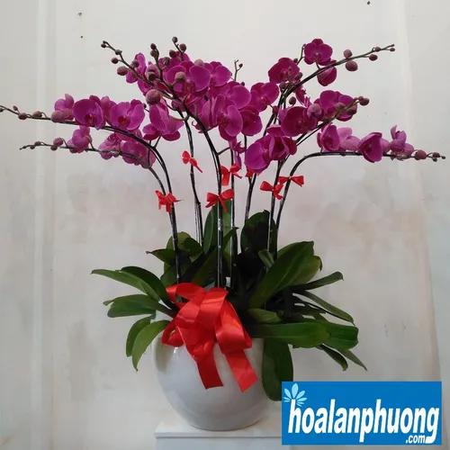 Chậu Lan Hồ Điệp Tím Bình Dương 13