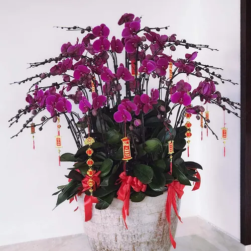 Chậu Lan Hồ Điệp Tím Bình Dương 15