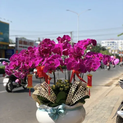 Chậu Lan Hồ Điệp Tím Bình Dương 16
