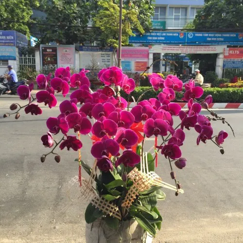 Chậu Lan Hồ Điệp Tím Bình Dương 18