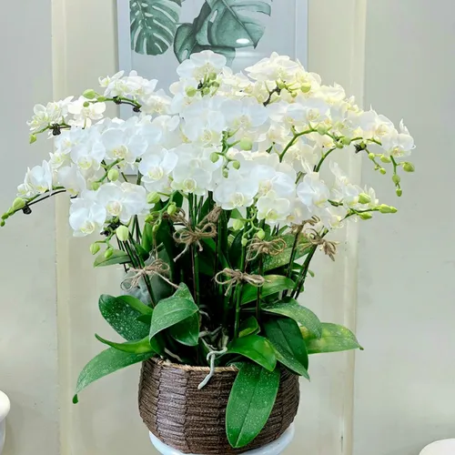 Chậu Lan Hồ Điệp Trắng Bình Dương 01