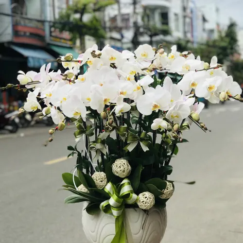 Chậu Lan Hồ Điệp Trắng Bình Dương 03