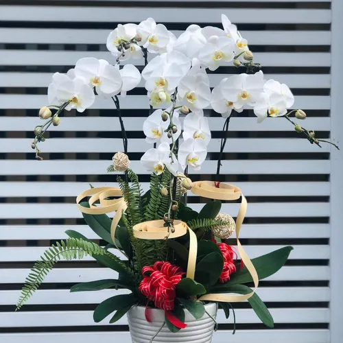 Chậu Lan Hồ Điệp Trắng Bình Dương 05