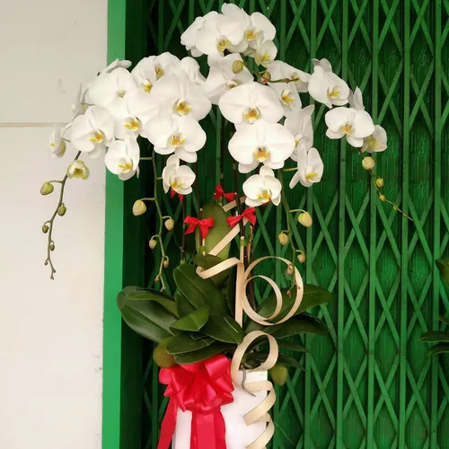 Chậu Lan Hồ Điệp Trắng Bình Dương 06