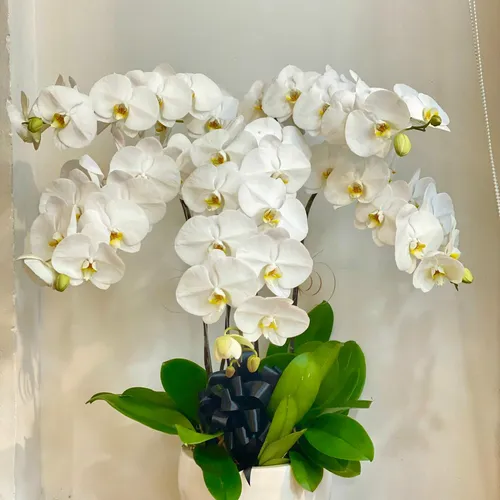 Chậu Lan Hồ Điệp Trắng Bình Dương 07