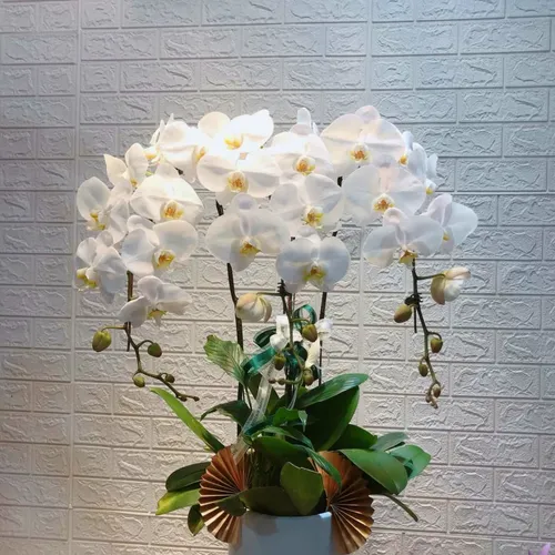 Chậu Lan Hồ Điệp Trắng Bình Dương 09