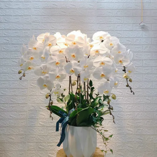 Chậu Lan Hồ Điệp Trắng Bình Dương 11