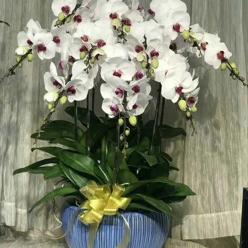 Chậu Lan Hồ Điệp Trắng Bình Dương 14