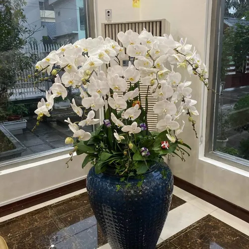 Chậu Lan Hồ Điệp Trắng Bình Dương 19