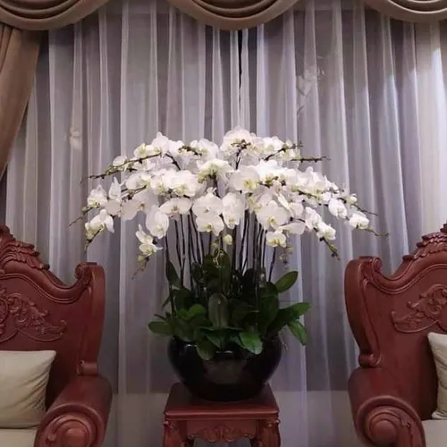 Chậu Lan Hồ Điệp Trắng Bình Dương 20