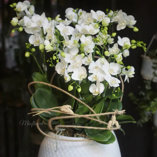 Chậu Lan Hồ Điệp Trắng Bình Dương 21