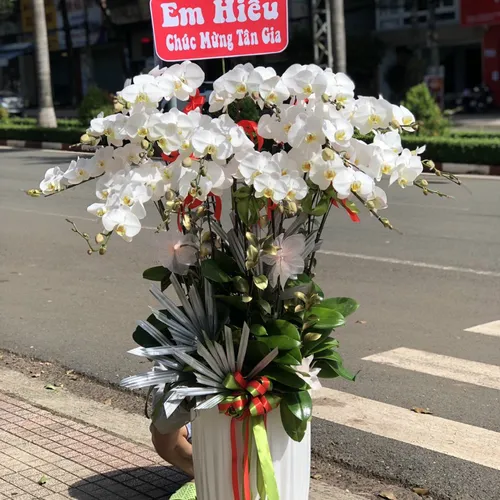 Chậu Lan Hồ Điệp Trắng Bình Dương 26