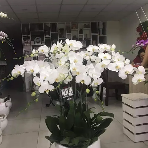 Chậu Lan Hồ Điệp Trắng Bình Dương 27