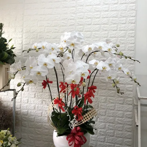 Chậu Lan Hồ Điệp Trắng Bình Dương 28