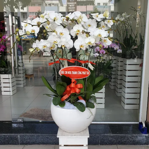 Chậu Lan Hồ Điệp Trắng Bình Dương 29