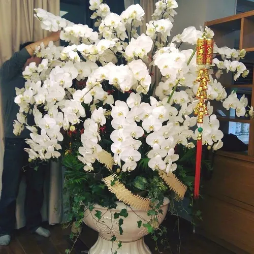 Chậu Lan Hồ Điệp Trắng Bình Dương 31