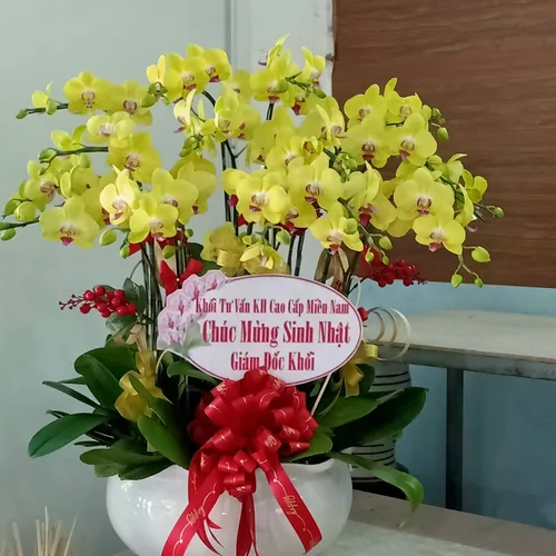 Chậu Lan Hồ Điệp Vàng Bình Dương 03