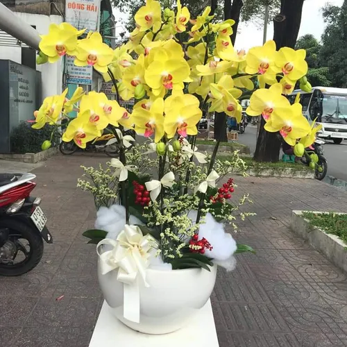 Chậu Lan Hồ Điệp Vàng Bình Dương 04