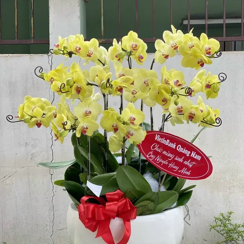 Chậu Lan Hồ Điệp Vàng Bình Dương 06