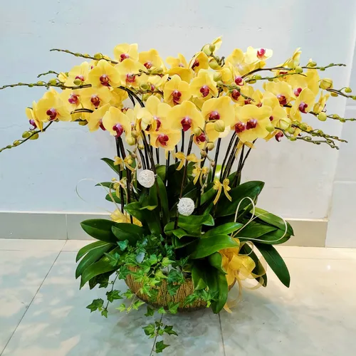 Chậu Lan Hồ Điệp Vàng Bình Dương 07