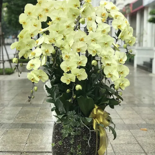 Chậu Lan Hồ Điệp Vàng Bình Dương 09