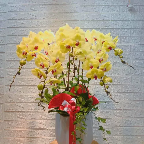 Chậu Lan Hồ Điệp Vàng Bình Dương 10
