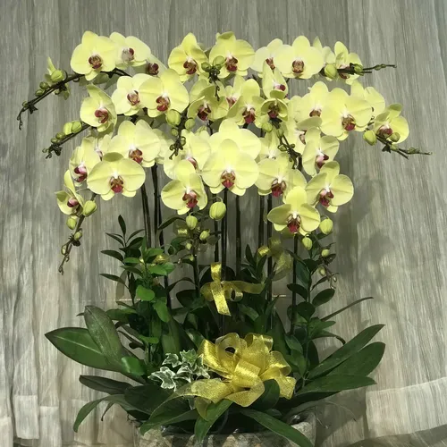Chậu Lan Hồ Điệp Vàng Bình Dương 11