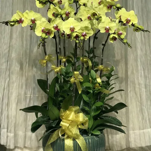 Chậu Lan Hồ Điệp Vàng Bình Dương 13