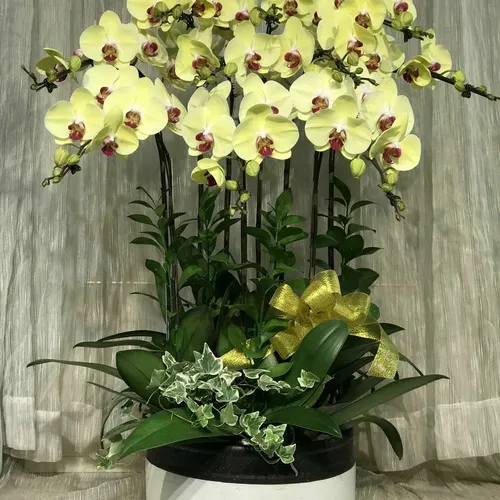 Chậu Lan Hồ Điệp Vàng Bình Dương 14