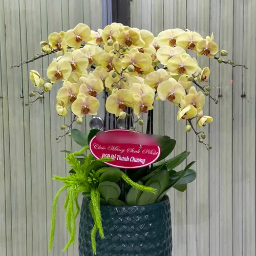 Chậu Lan Hồ Điệp Vàng Bình Dương 15