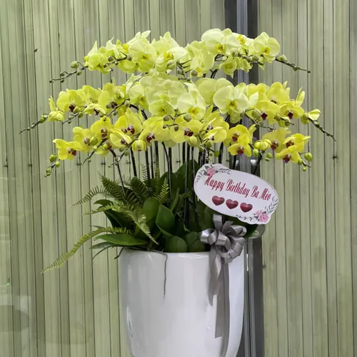 Chậu Lan Hồ Điệp Vàng Bình Dương 16