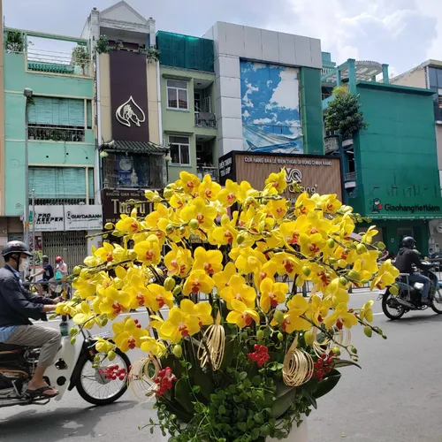 Chậu Lan Hồ Điệp Vàng Bình Dương 17