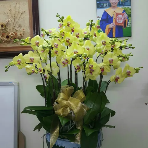 Chậu Lan Hồ Điệp Vàng Bình Dương 18