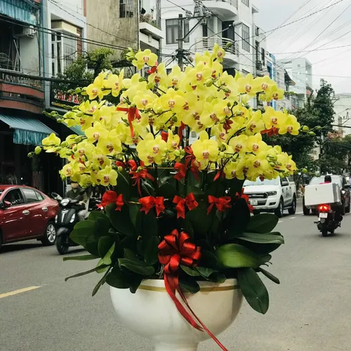 Chậu Lan Hồ Điệp Vàng Bình Dương 19