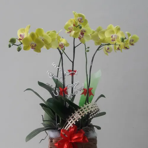 Chậu Lan Hồ Điệp Vàng Bình Dương 21
