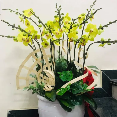 Chậu Lan Hồ Điệp Vàng Bình Dương 23