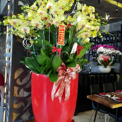 Chậu Lan Hồ Điệp Vàng Bình Dương 24