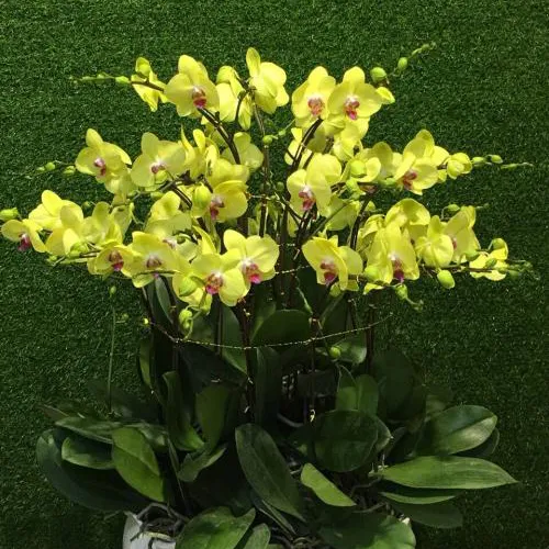 Chậu Lan Hồ Điệp Vàng Bình Dương 25