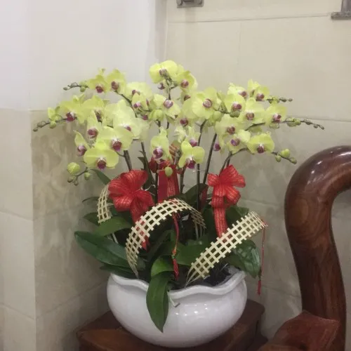 Chậu Lan Hồ Điệp Vàng Bình Dương 26