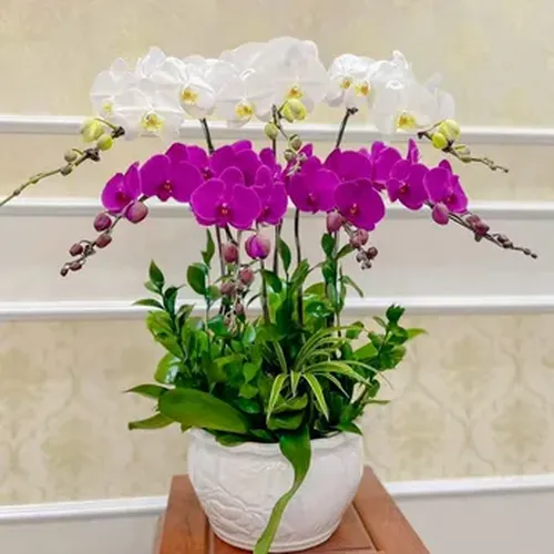 Chậu Lan Hồ Điệp 15