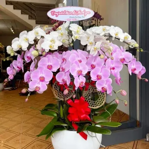 Chậu Lan Hồ Điệp 90