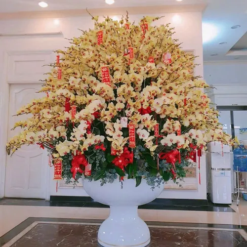 Chậu Lan Hồ Điệp 01