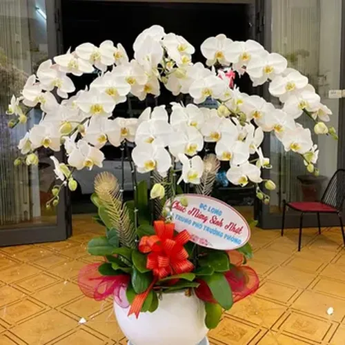 Chậu Lan Hồ Điệp 77