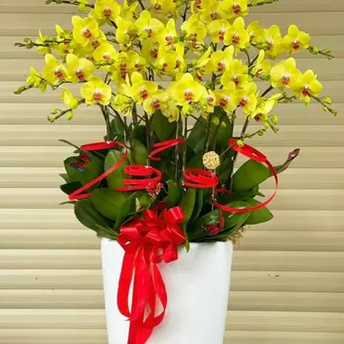 Chậu Lan Hồ Điệp 63