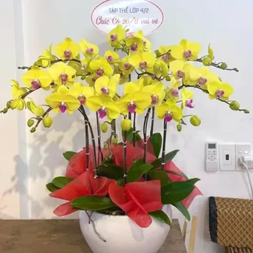 Chậu Lan Hồ Điệp 48