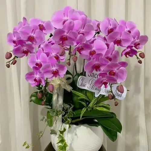 Chậu Lan Hồ Điệp 64